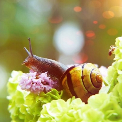 snail_2_0dbc7951.jpg