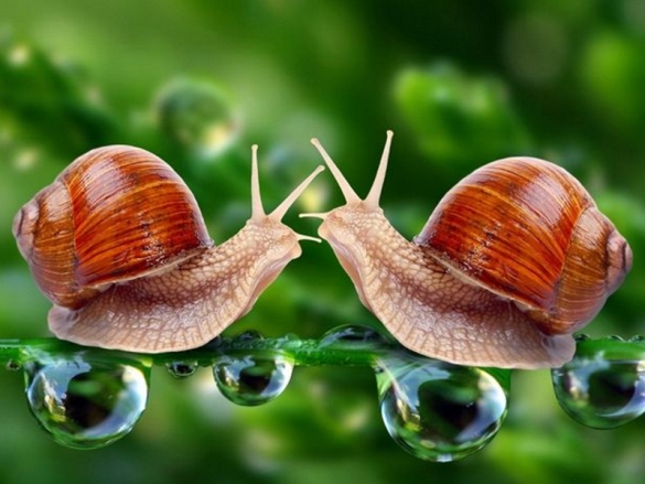 Slimaci
